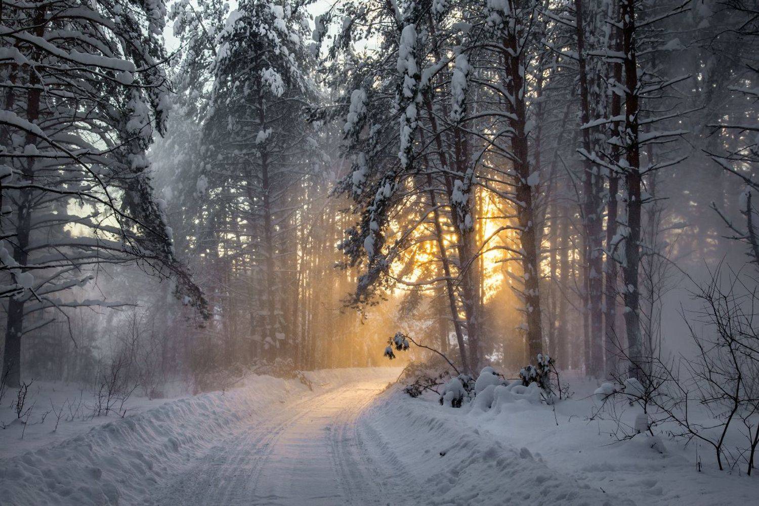 январь лес снег свет вечер комары, Дмитрий Алексеев