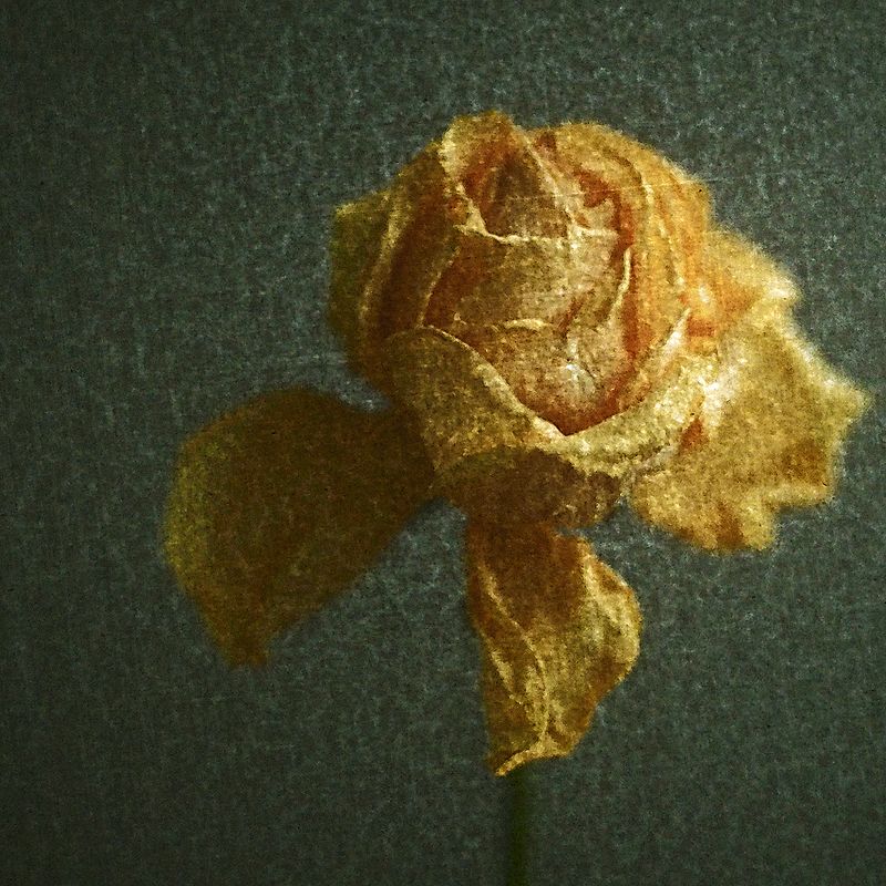 Бархат сухих лепестков фото превью