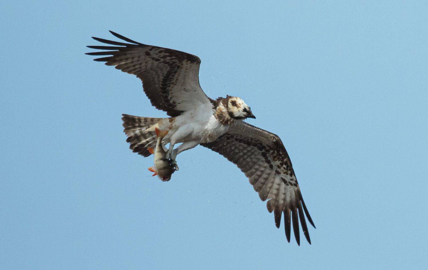 птица, скопа, охота, полет, улов, Светлана Холодняк