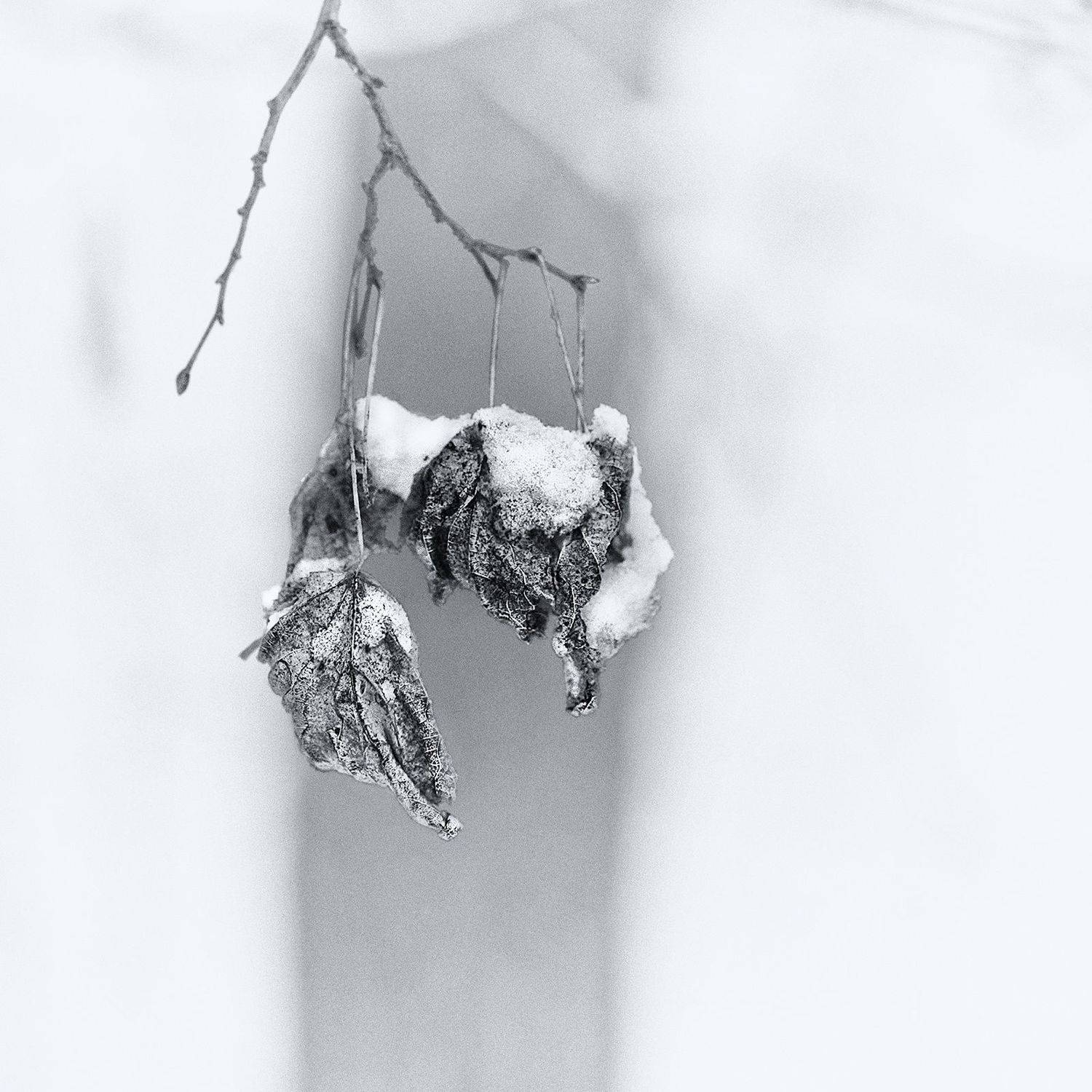 зима, снег, Vera Trandina