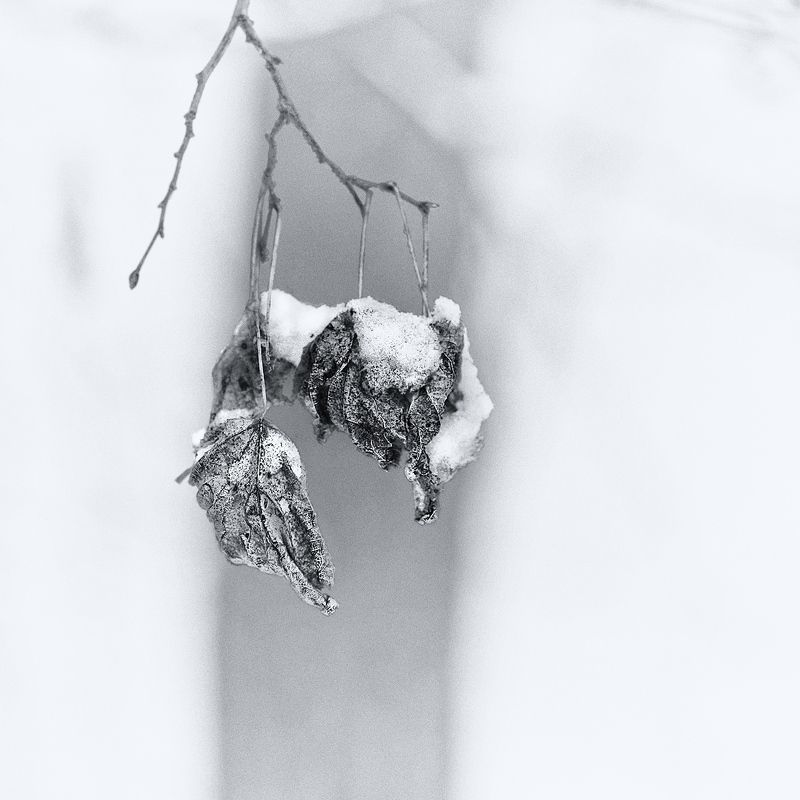 зима, снег Зимний фото превью