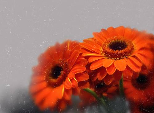 red gerberas on a gray background