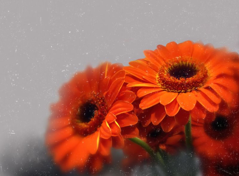 red gerberas on a gray background фото превью