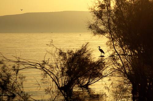  Kfar Nahum National Park, Israel.