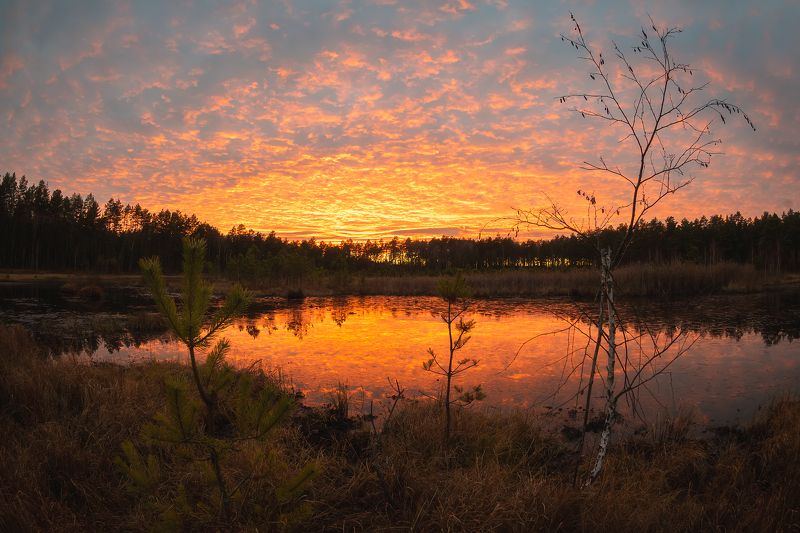 Вечер на болоте фото превью