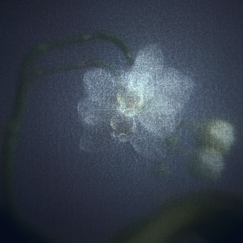 #haruhisacamera #haruhisa Луны холодные объятия... фото превью