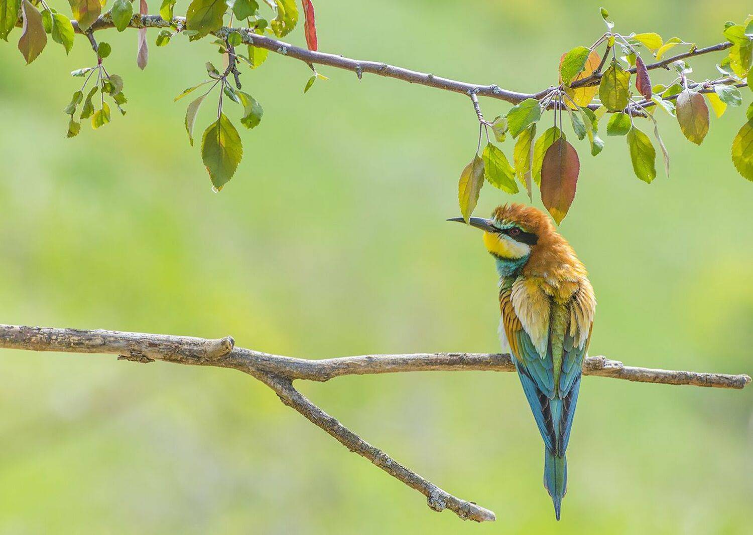 золотистая щурка, Михаил Агеев