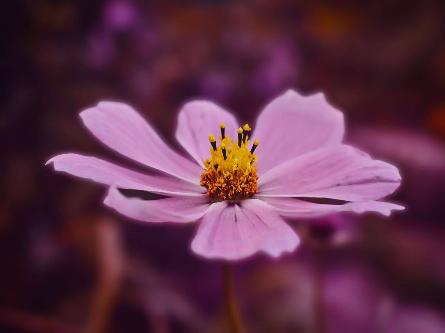 макро ночь цветы обработка, Сергей Калёв