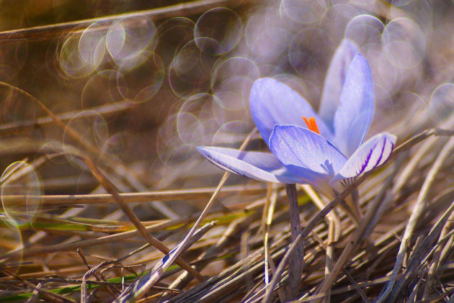 крокус, февраль,цветы,макро,первоцветы, Елена Брежицкая
