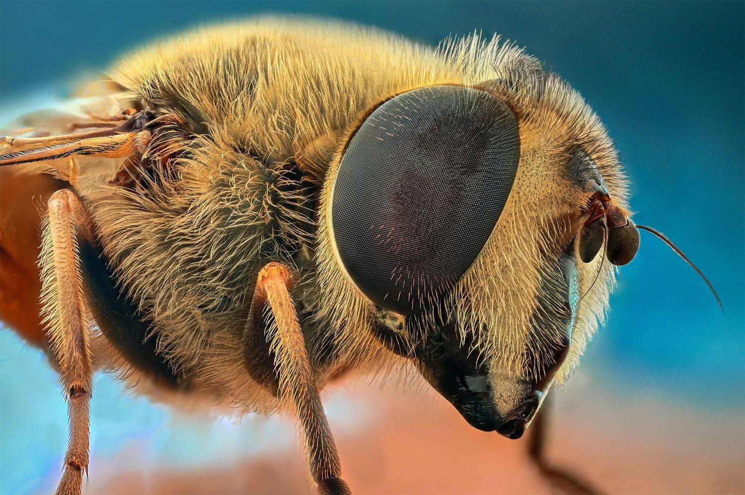 ceclii, macro, Tsvetan Ganev