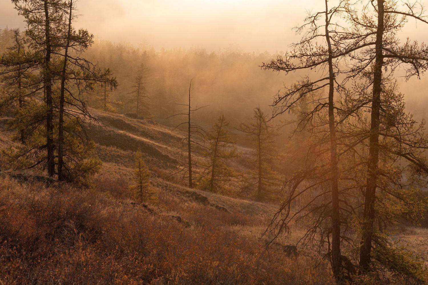 , Максим Ватрушкин