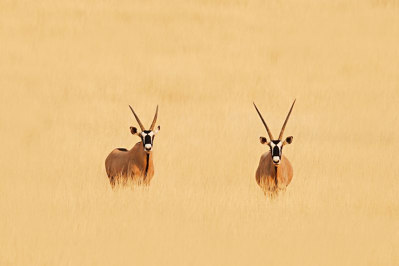 #африка #намибия #орикс #калахари #africa #namibia #oryx Ориксы фото превью