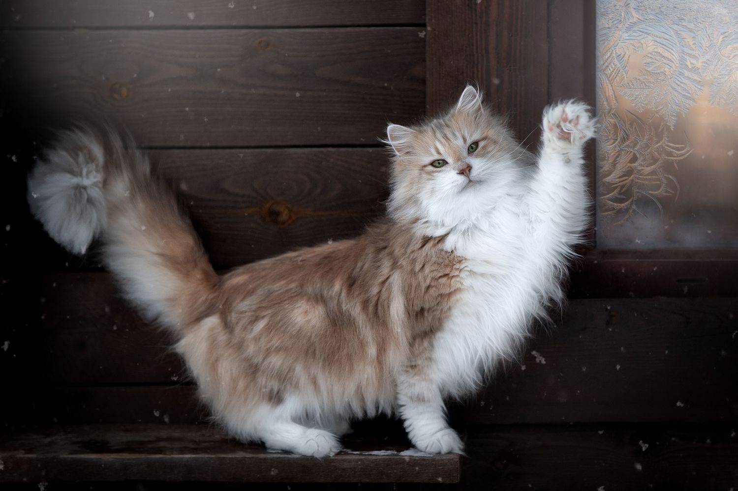 , Светлана Писарева