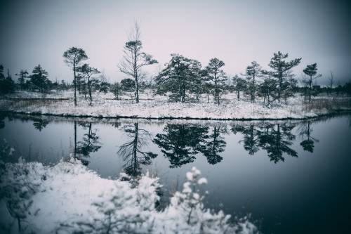 Cold winter landscape frozen snow swamp Kemeri