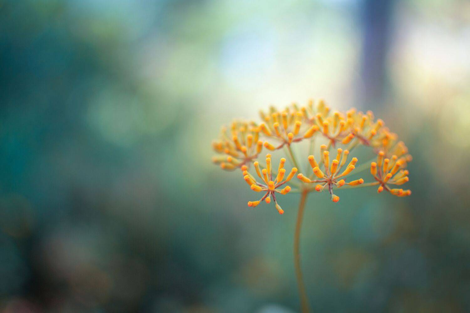 yellow,flowers,wild,nature,light,bokeh,green,zenit,helios,nikon,, Борислав Алексиев