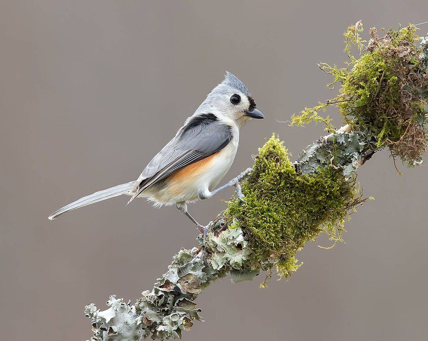 tufted titmouse, острохохлая синица,  синица,  titmouse,  зима, Elizabeth Etkind
