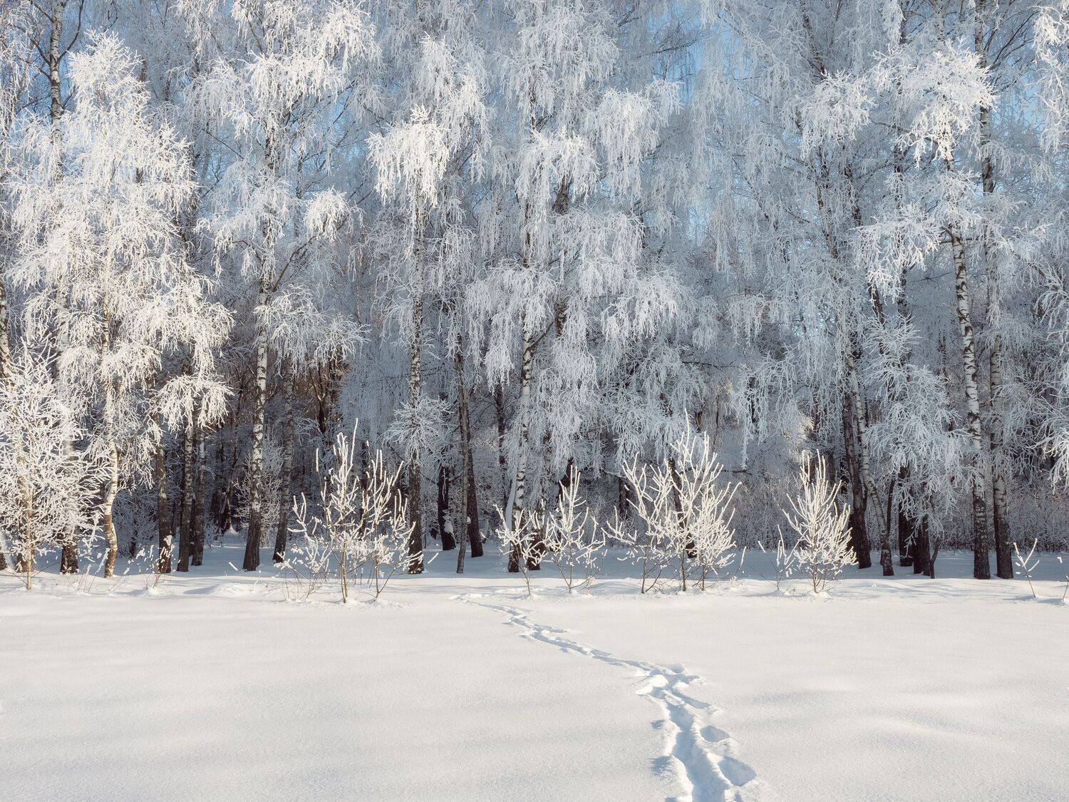 , Мозжухин Максим