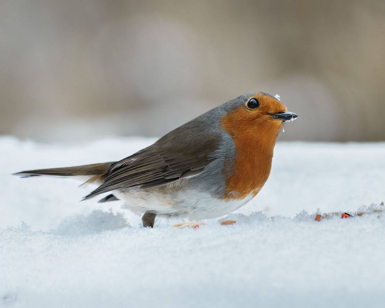 птицы, зарянка, малиновка, город, парк, зима,, Алиева Татьяна