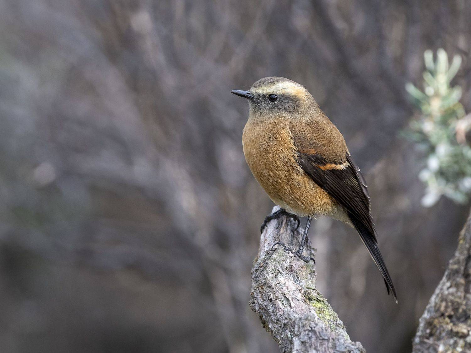 , Fernando Burgalin Sequeira