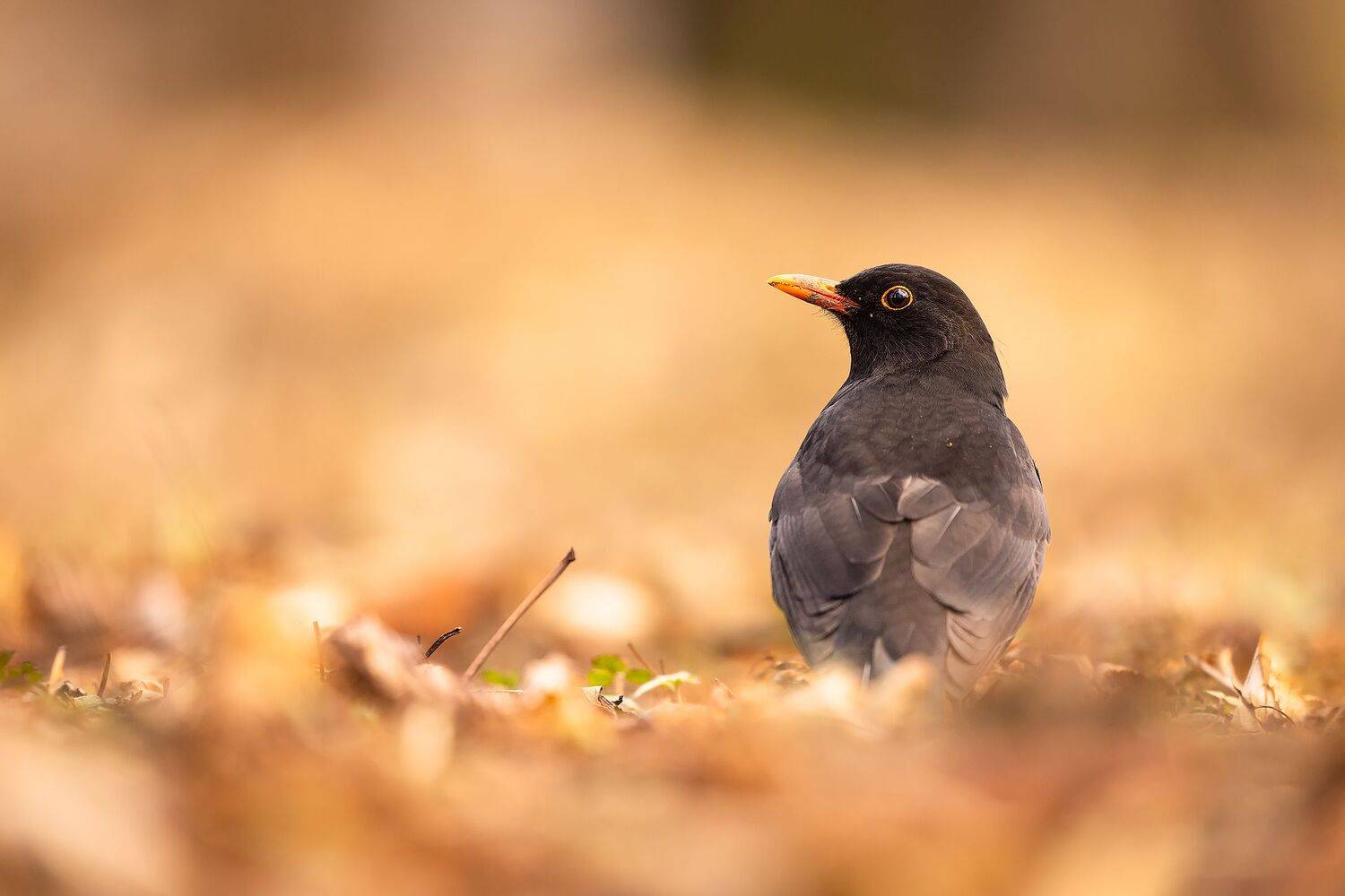 , Robert Adamec