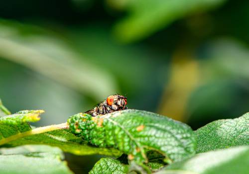 The fly in ambush