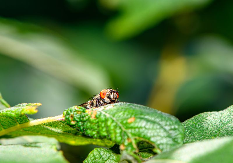 fly, red eyes, insect, animal The fly in ambush фото превью