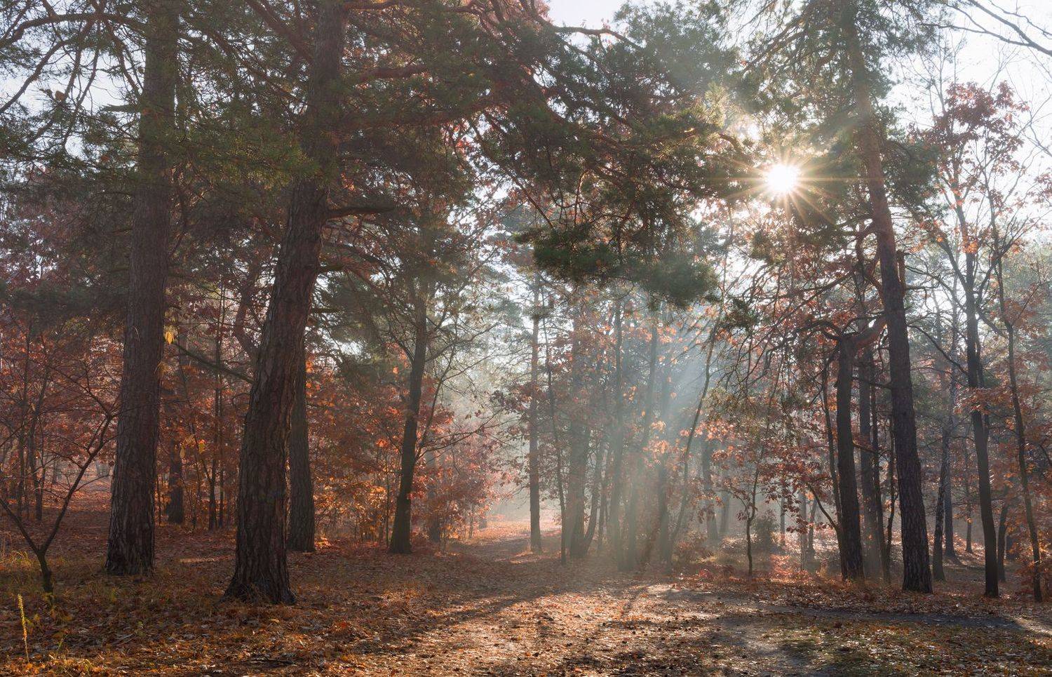 лес осень октябрь туман свет лучи рассвет, Галанзовская Оксана