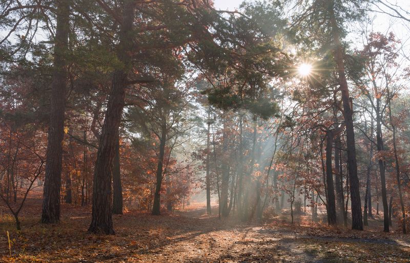 лес осень октябрь туман свет лучи рассвет Когда утро радует глаз 31.10. 2021г. фото превью