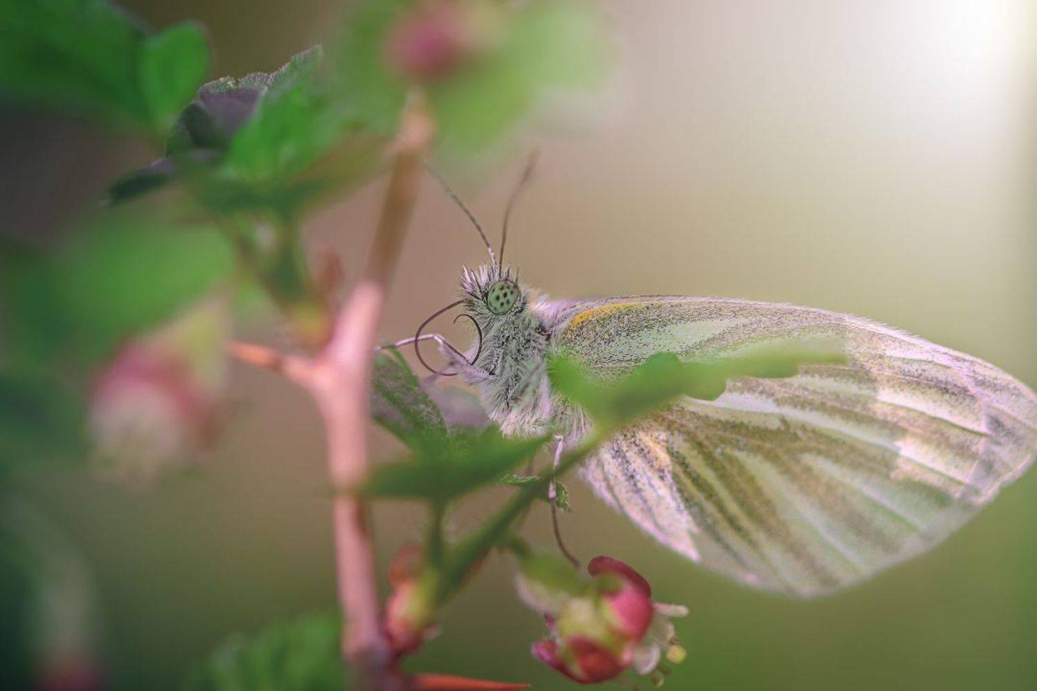 , Татьяна Винничук