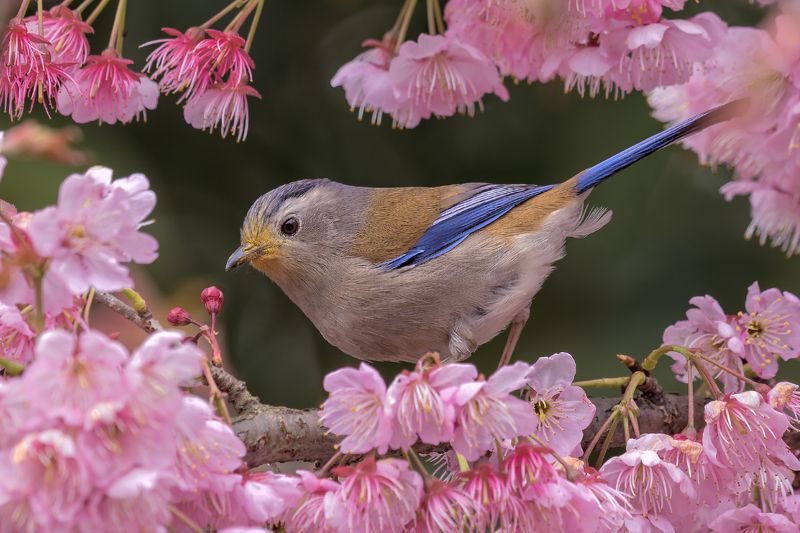 蓝翅希鹛（学名：Minla cyanouroptera） фото превью