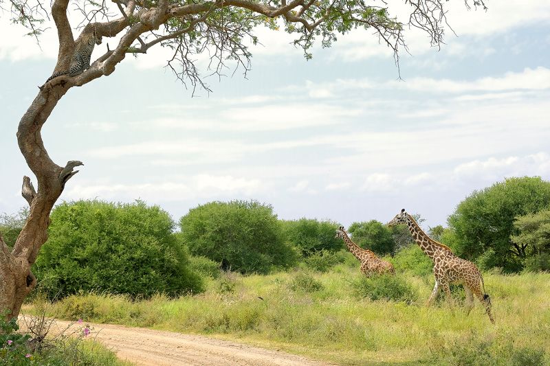 Danger фото превью