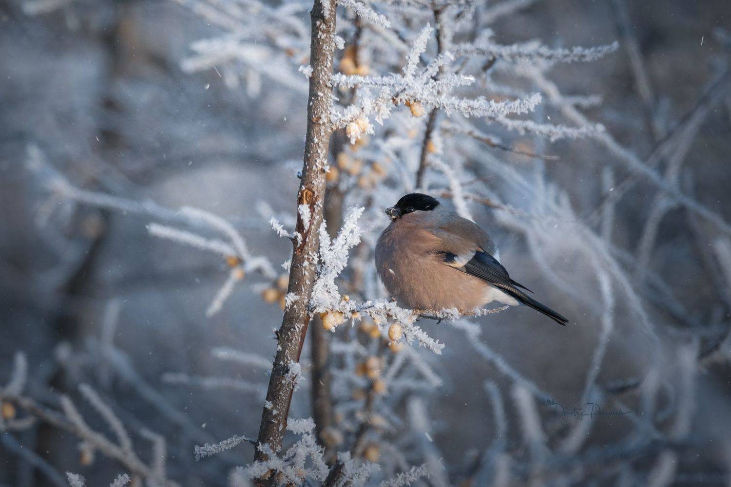 природа, лес, поля, огороды, животные, птицы, макро, Посевич Дмитрий