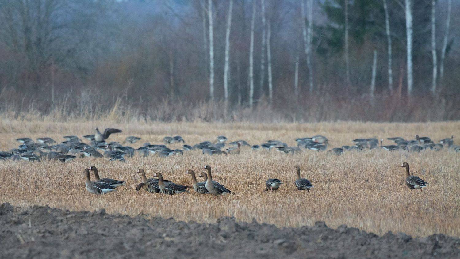 гусь, белолобый, поле, кормежка, весна, перелет, Светлана Холодняк