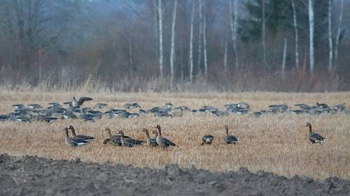 Весенний перелет