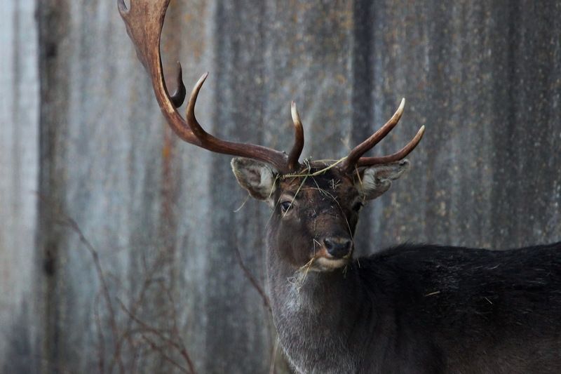 111 111 фото превью