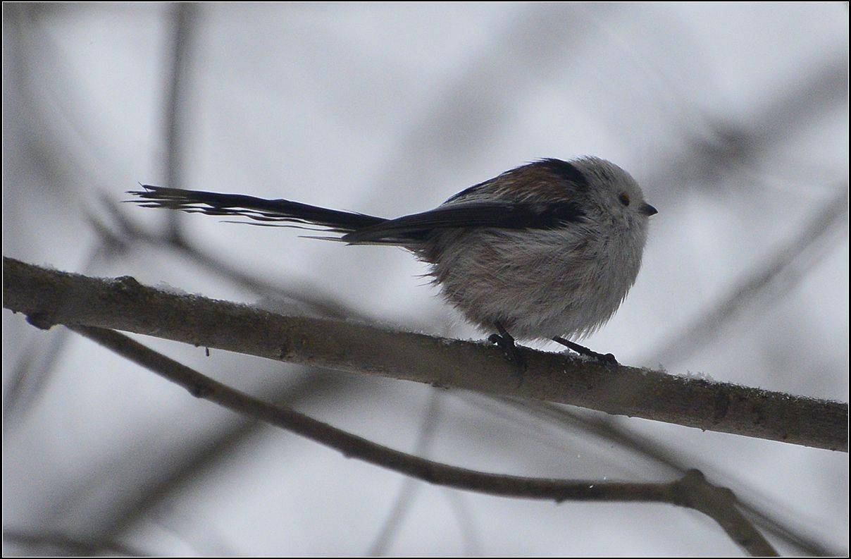 москва, парк, синица длиннохвостая, АНАТОЛИЙ ДОВЫДЕНКО