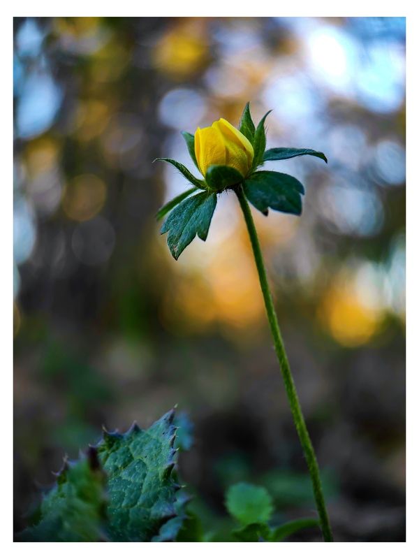 Buttercup фото превью