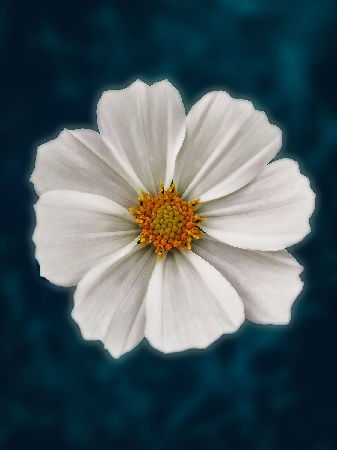 белый цветок макро, Сергей Калёв