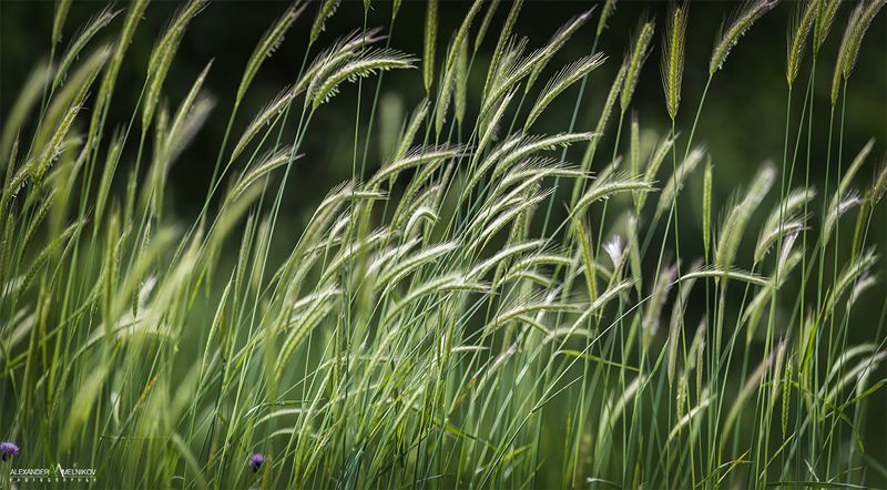 Нежность фото превью