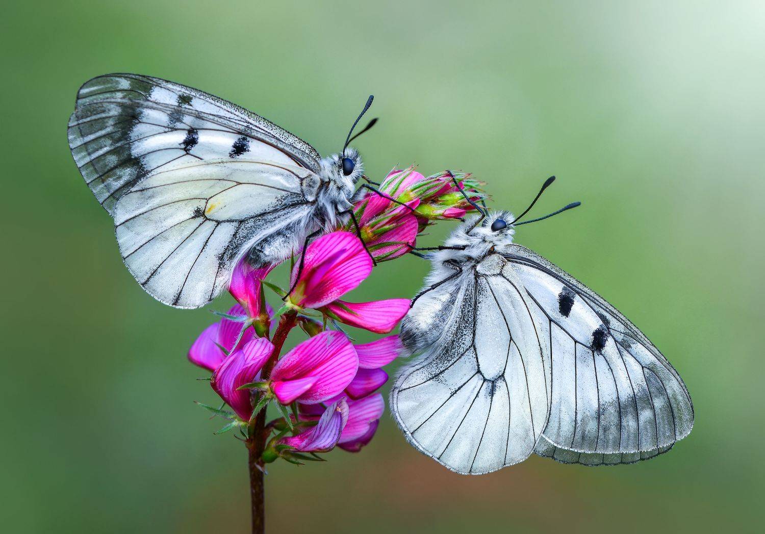 macro, butterfly, nature, summer, flower, beautiful, insect, beauty, seasonal, moth, lepidoptera, arthropod, color, wing, background, natural, spring, plant, colorful, season, floral, wildlife, animal, flora, monarch, orange, wild, close, detail, bug, out, Mustafa &Ouml;zt&uuml;rk