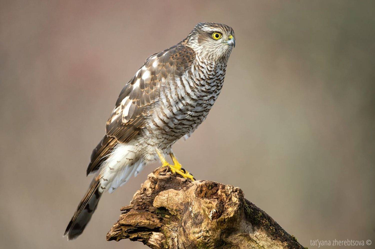 , Татьяна Жеребцова