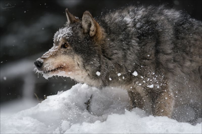 волк, wolf, красная шапочка, беларусь, красный бор, фототур в красный бор, фотоохота, canis lupus, red riding hood, серый волк, обыкновенный волк, евразийский волк, европейский волк,фототур в красный бор, фотоохота в беларуси, фототур на рождество Про волков .. фото превью