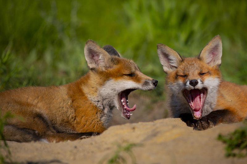 хористы фото превью