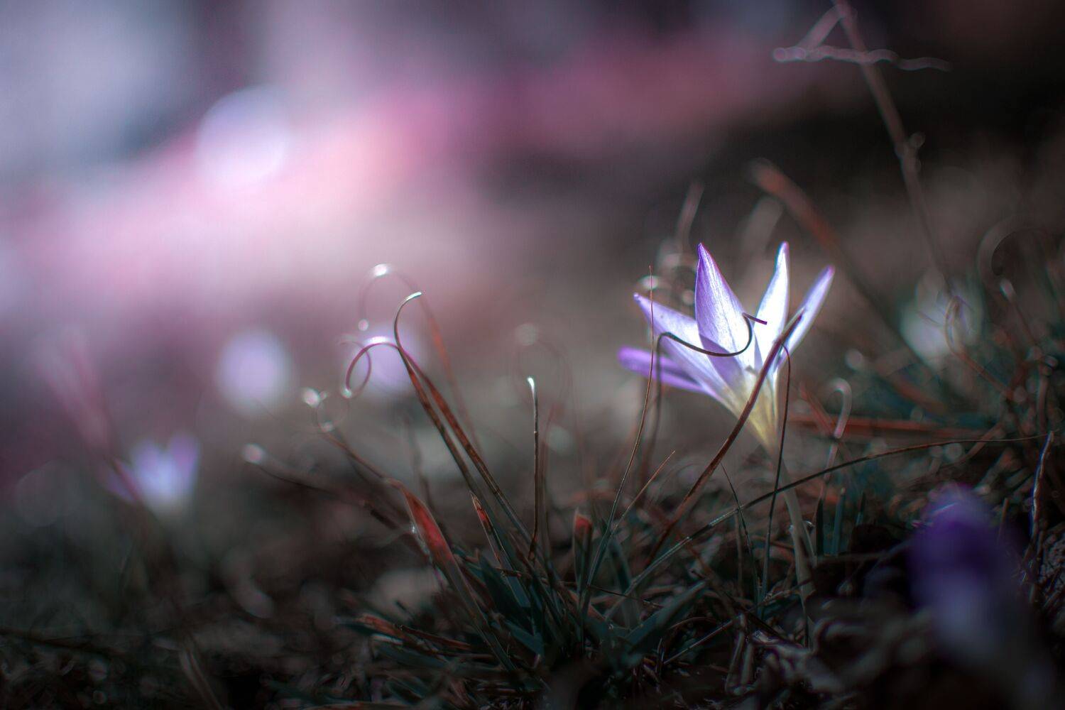 purple,flowers,wild,nature,light,bokeh,pink,zenit,helios,nikon,, Борислав Алексиев