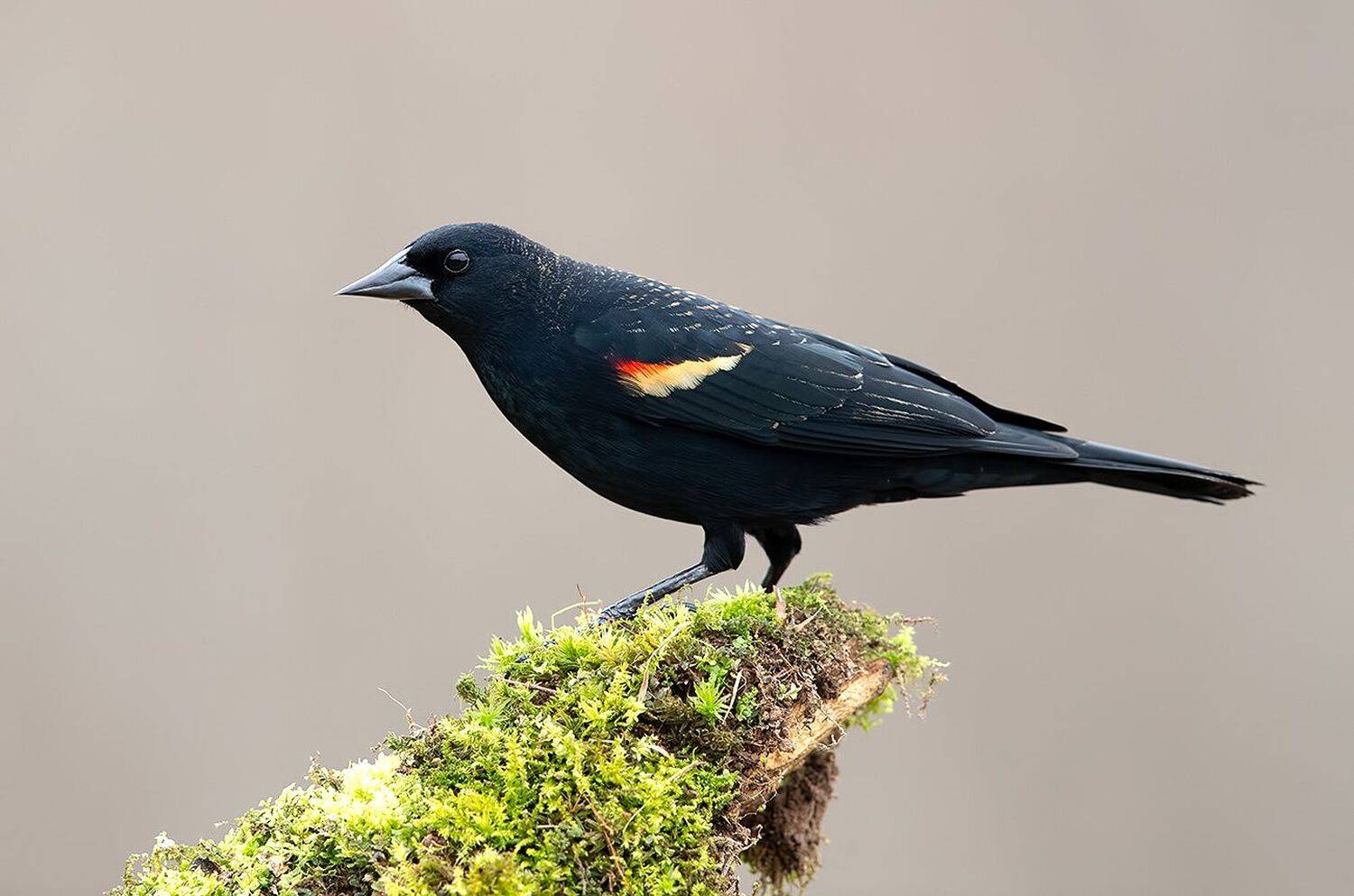 красноплечий чёрный трупиал, red-winged blackbird, трупиал, blackbird, зима, Elizabeth Etkind