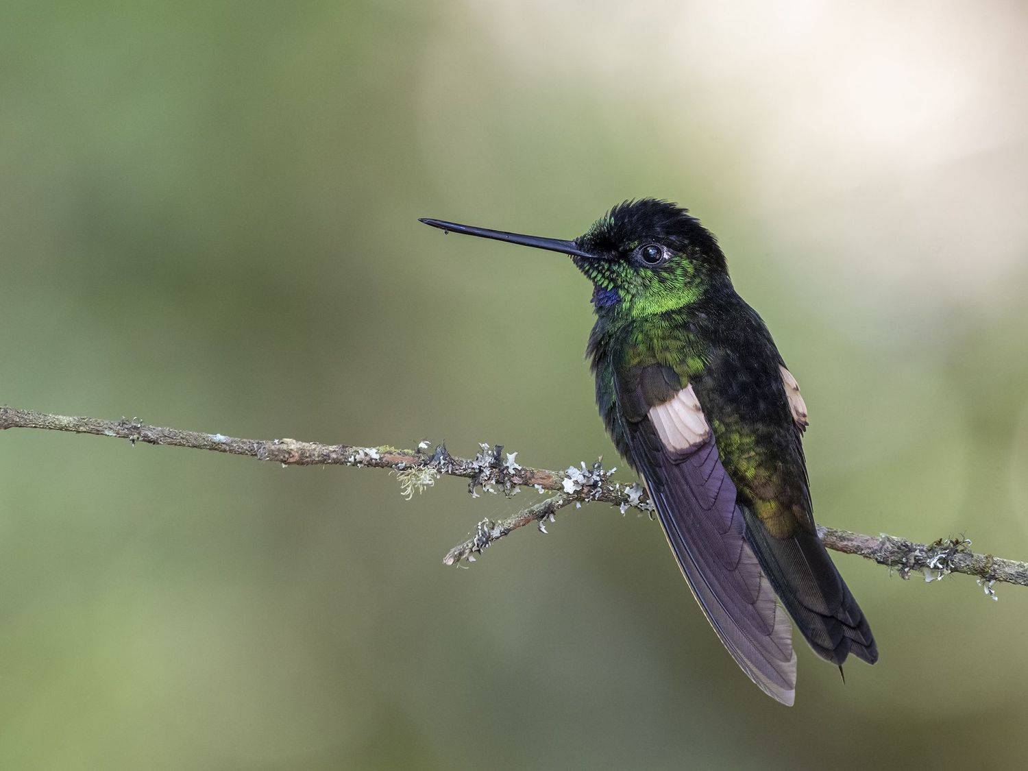 , Fernando Burgalin Sequeira