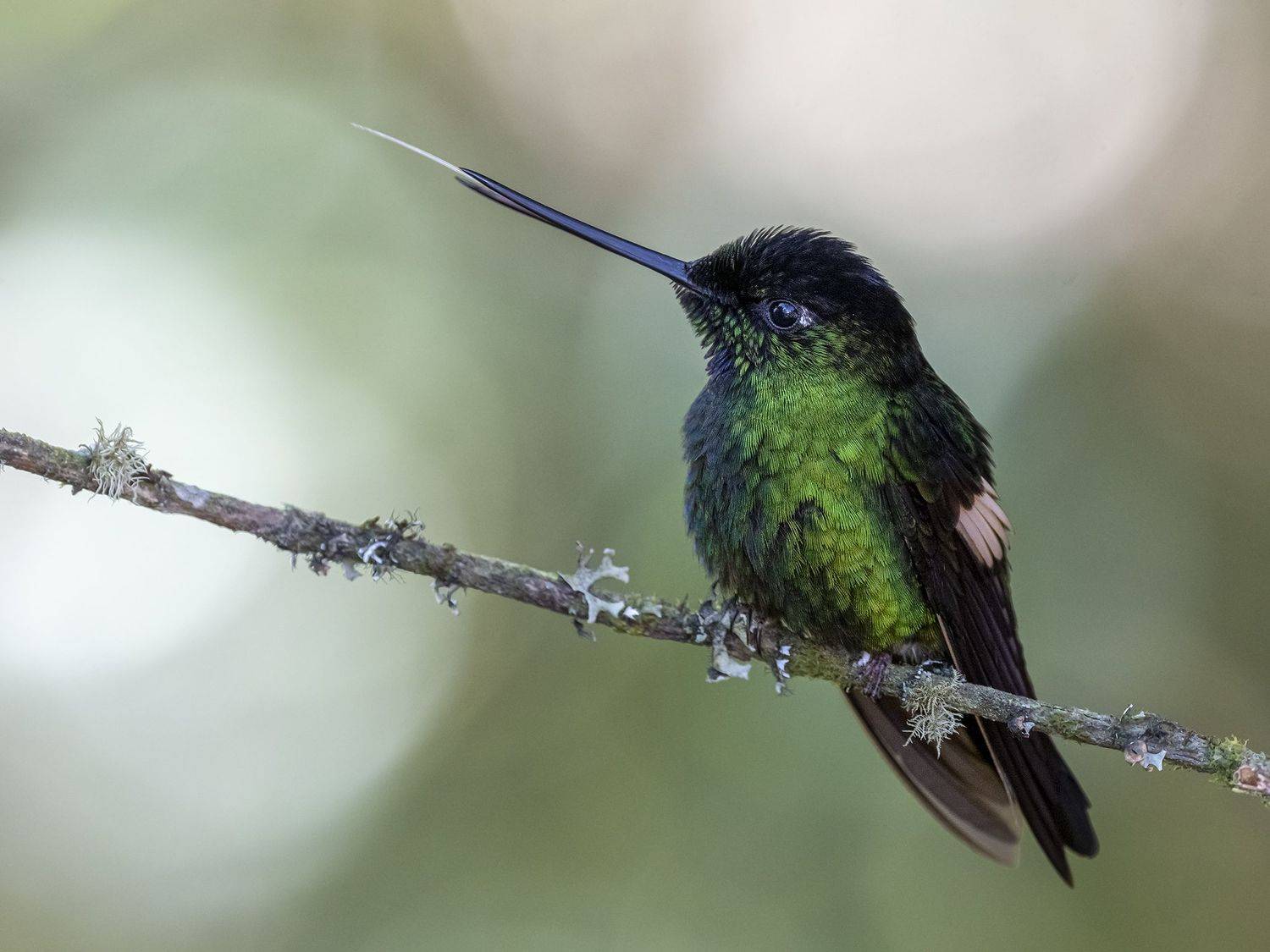 , Fernando Burgalin Sequeira