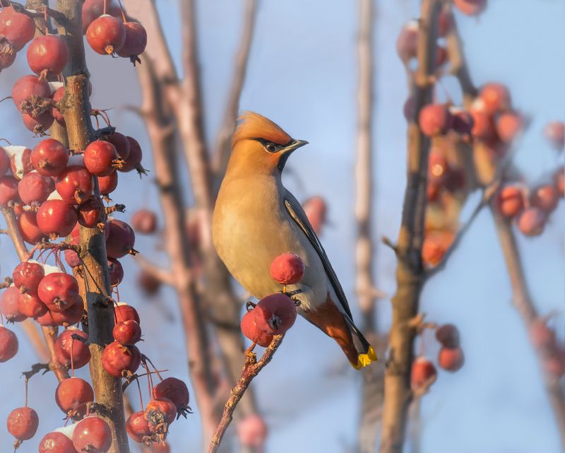 птица, свиристель, февраль, яблоки, зима, Свиристель.. фото превью