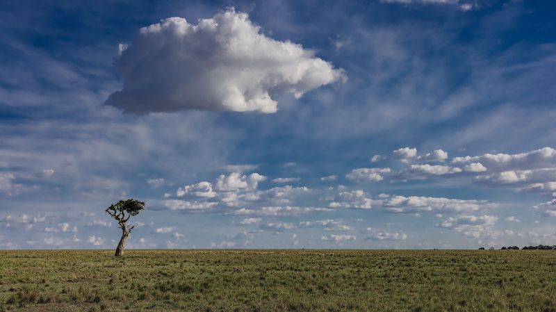 landscape, savannah, africa, safari, kenya, tree, lonely, sky, cloudy, clouds, plain, Loneliness in savannah фото превью