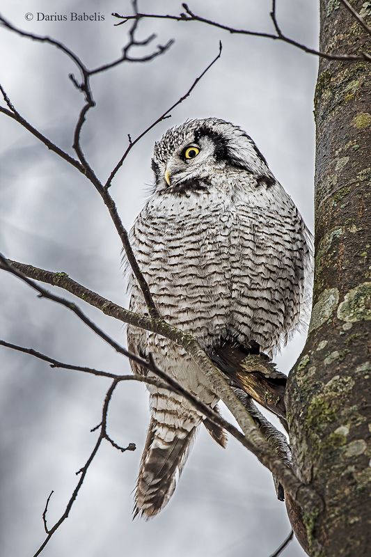 Ястребиная сова фото превью